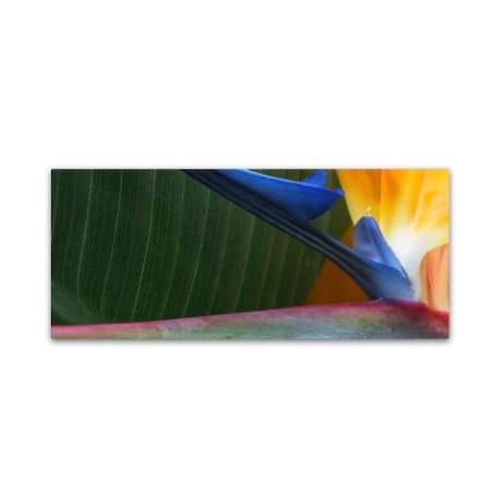 Kurt Shaffer 'Bird Of Paradise Abstract' Canvas Art,14x32